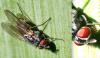 Emmesomyia sp.